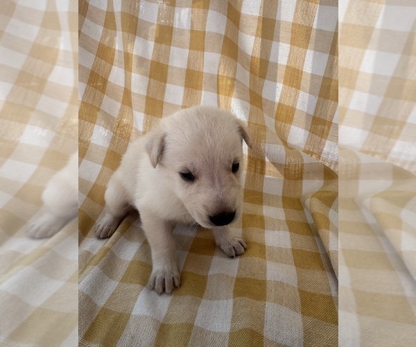 Medium Photo #15 German Shepherd Dog Puppy For Sale in SPRINGFIELD, MO, USA