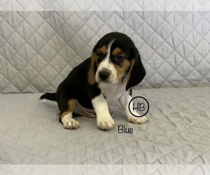 Beagle Puppy for Sale in MUSTANG, Oklahoma USA