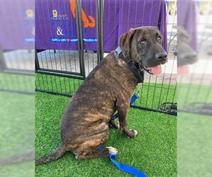 Plott Hound-Unknown Mix Dogs for adoption in Fort Lauderdale, FL, USA