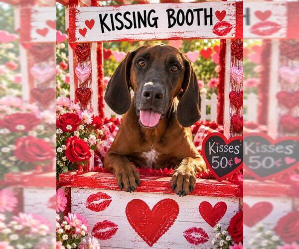 Medium Photo #1 Bloodhound-Redbone Coonhound Mix Puppy For Sale in Globe, AZ, USA