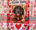 ELLIE MAE - Female Bloodhound-Redbone Coonhound Mix Dog for Adoption - Small photo