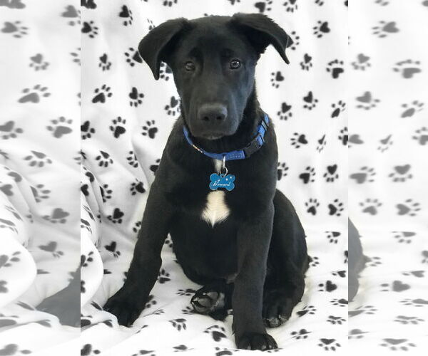 Medium Photo #14 German Shepherd Dog-Unknown Mix Puppy For Sale in Corona, CA, USA