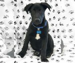 Small #13 German Shepherd Dog Mix