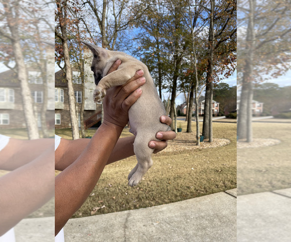 Medium Photo #3 French Bulldog Puppy For Sale in MCDONOUGH, GA, USA