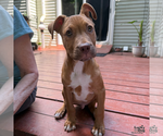 Small #3 Retriever  Mix