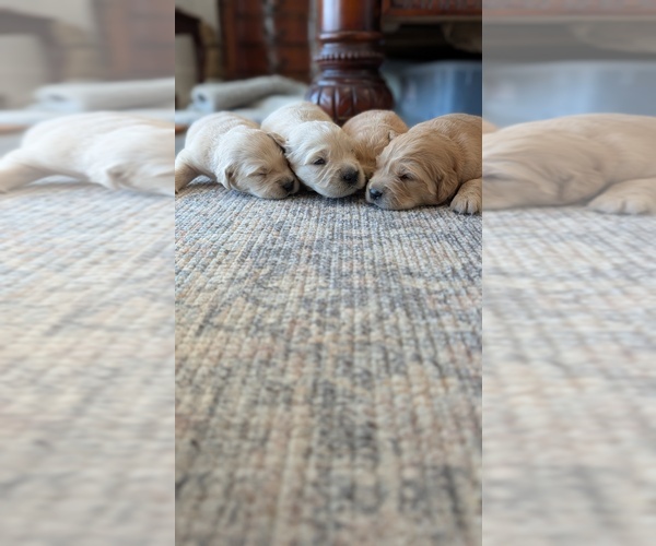 Medium Photo #5 Golden Retriever Puppy For Sale in SACRAMENTO, CA, USA