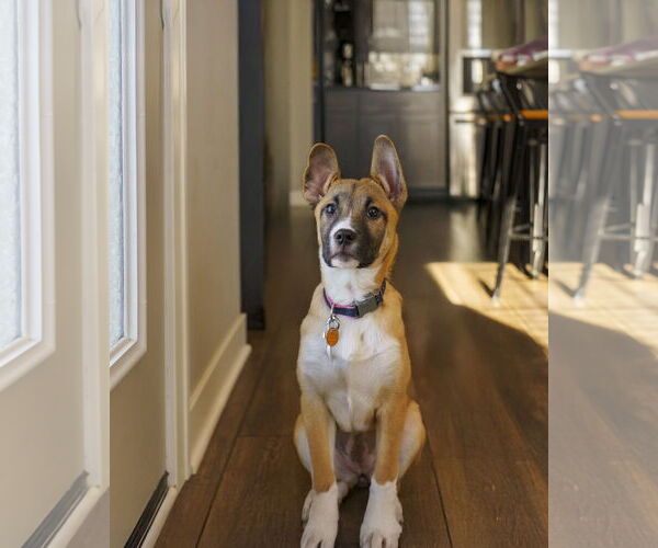 Medium Photo #3 Shepradors Puppy For Sale in Princeton, MN, USA