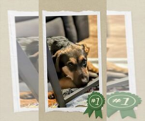 German Shepherd Dog-Unknown Mix Dogs for adoption in columbia, SC, USA