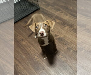 Kiwi - Female Mutt Dog for Adoption - Photo #6