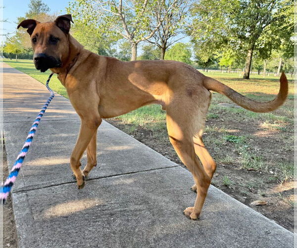 Medium Photo #2 Mutt Puppy For Sale in Denton, TX, USA