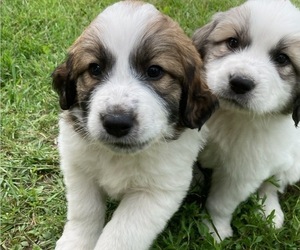 Great Pyrenees-Newfoundland Mix Puppy for sale in SHAFER, MN, USA