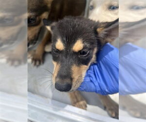Siberian Husky-Unknown Mix Dogs for adoption in Houston, TX, USA