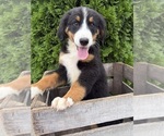 Small #1 Bernese Mountain Dog