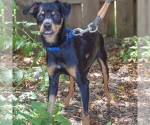 Walnut - Male Dachshund-Italian Greyhound Mix Dog for Adoption - Photo #4