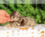 Small #9 ShihPoo