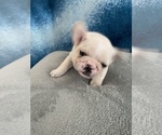 Small Photo #10 French Bulldog Puppy For Sale in POMPANO BEACH, FL, USA