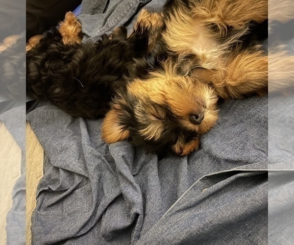 Medium Photo #2 Yorkshire Terrier Puppy For Sale in CHESAPEAKE, VA, USA