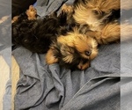 Small Photo #2 Yorkshire Terrier Puppy For Sale in CHESAPEAKE, VA, USA