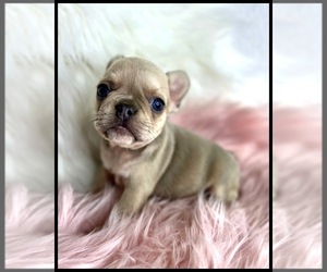 French Bulldog Puppy for sale in OJAI, CA, USA