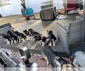 German Shepherd Dog Puppy for sale in BRISTOL, CT, USA
