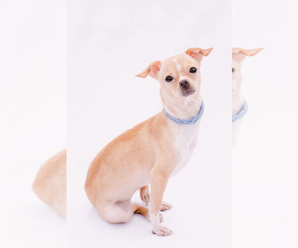 Medium Photo #4 Rat-Cha Puppy For Sale in Princeton, MN, USA