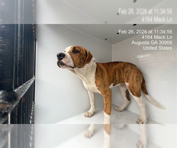 Medium Photo #1 Mutt Puppy For Sale in Augusta, GA, USA