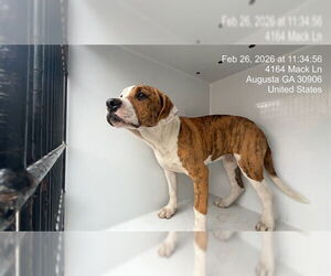 Mutt Dogs for adoption in Augusta, GA, USA