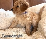 Small #1 Goldendoodle