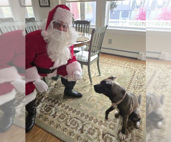 Medium Photo #12 Boxer-Unknown Mix Puppy For Sale in Boonton, NJ, USA