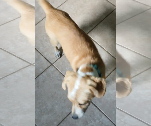 Medium Photo #3 Beagle-Unknown Mix Puppy For Sale in Newfoundland, PA, USA