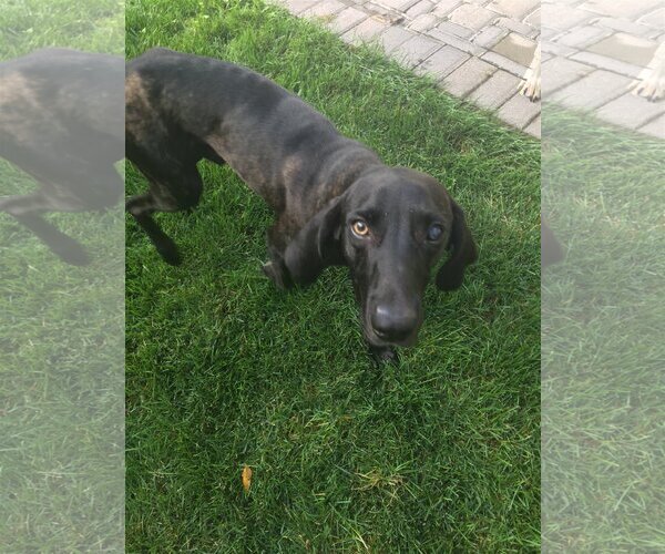 Medium Photo #28 Plott Hound-Weimaraner Mix Puppy For Sale in Rockaway, NJ, USA