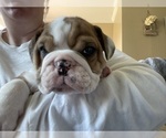 Small Photo #1 Bulldog Puppy For Sale in HAMPTON, TN, USA