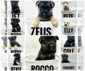 German Shepherd Dog Litter for sale in LORIS, SC, USA
