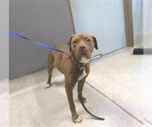 American Staffordshire Terrier-Unknown Mix Dogs for adoption in Tallahassee, FL, USA
