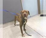 Small American Staffordshire Terrier Mix