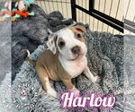 Small #2 Staffordshire Bull Terrier Mix
