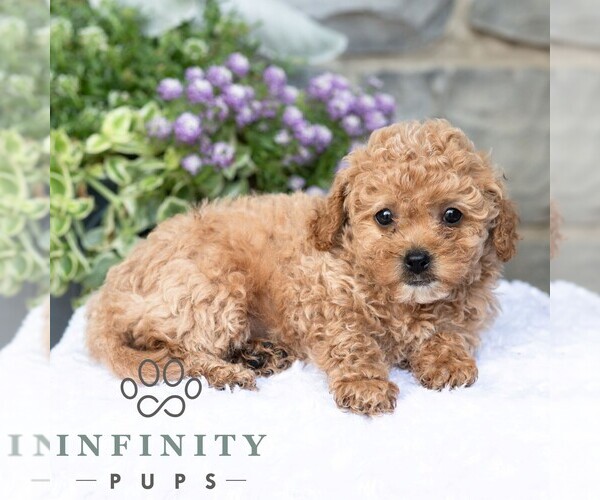 Medium Photo #4 Havapoo Puppy For Sale in LEWISBURG, PA, USA
