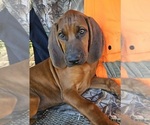 Puppy Raven Redbone Coonhound