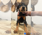 Small #5 Doberman Pinscher