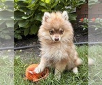 Small Photo #3 Pomeranian Puppy For Sale in MIDDLEBURY, IN, USA