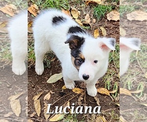 Texas Heeler Puppy for sale in UTICA, NY, USA