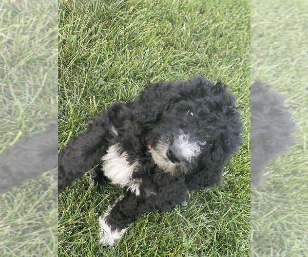 Medium Photo #10 Labradoodle Puppy For Sale in LIBERTY, IL, USA