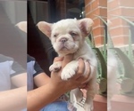Small Photo #13 French Bulldog Puppy For Sale in FRESNO, CA, USA