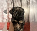 Puppy Puppy 4 Yorkshire Terrier
