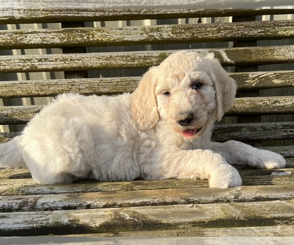 Medium Photo #2 Goldendoodle Puppy For Sale in CONWAY, AR, USA