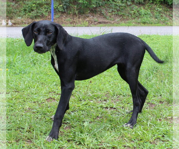 Medium Photo #3 Mutt Puppy For Sale in Prattville, AL, USA