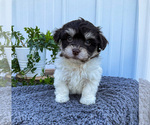 Puppy 1 Havachon