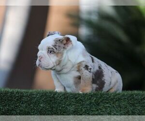English Bulldog Puppy for sale in LITITZ, PA, USA