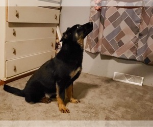 German Shepherd Dog Puppy for sale in NEW CAMBRIA, MO, USA
