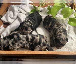 Labradoodle Puppy for sale in PEMBROKE, GA, USA